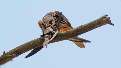 Poster - Hobby falcon eats a caught swift