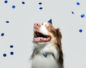 Wall Mural - Portrait dog birthday or canival. Australian sheoherd puppy weating a blue party hat and bow-tie. Isolated on white background