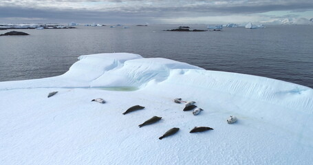 Wall Mural - Seals resting on ice floe in Antarctica aerial drone shot. Animals lying on floating iceberg in polar ocean. Explore South Pole wildlife. Beauty of wild untouched nature. Antarctic winter landscape