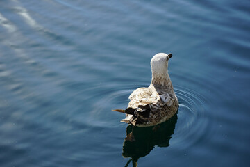 seagull on the water