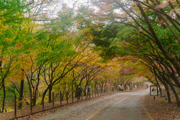 Wall Mural - beautifully captures a scenic autumn road in Naejangsan, Korea, lined with trees exhibiting vibrant fall foliage, creating a picturesque landscape.