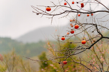 Wall Mural - bare tree branches filled with clusters of ripe persimmons against a pale sky, hinting at the late autumn or early winter season.