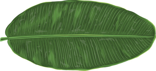 Green Banana Leaf Art & Illustration
