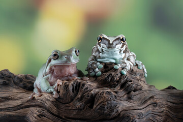 Wall Mural - The Amazon milk frog (Trachycephalus resinifictrix) and Dumpy frog 