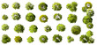 © Chanya_B - Vector set of Top view green tree for outdoor plan or map and architecture drawing, elements for environment and garden ,botanical elements ,blooming flowers in spring,tropical plants element
