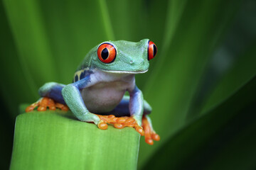 Wall Mural - red-eyed tree frog closeup on green leaves, red-eyed tree frog (agalychnis callidryas) closeup, exot
