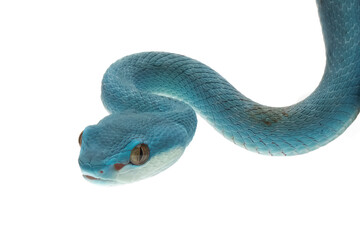 Wall Mural - Blue viper snake closeup head isolated on white background, Blue viper snake head, Blue insularis snake, Closeup head snake