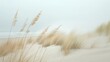 © mirifadapt - beachscape with soft beige colors and pampas grass.
