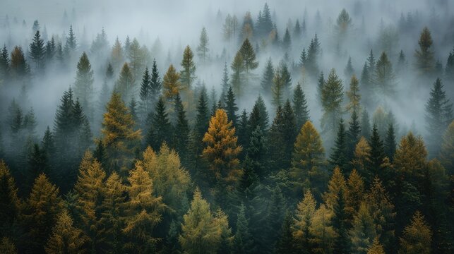 foggy forest landscape view from above