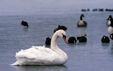 Wall Mural - Cygne tuberculé,.Cygnus olor, Mute Swan, hiver,  glace