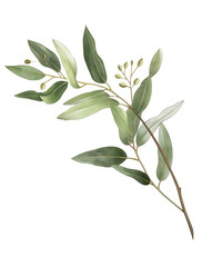 Eucalyptus branch isolated on transparent background, old botanical illustration, branch with leaves