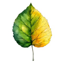 Sticker - Watercolor Delicate Poplar Leaf in Shades of Yellow and Green Isolated on White Background