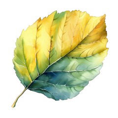 Wall Mural - Delicate Poplar Leaf in Shades of Yellow and Green on White Watercolor Background