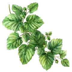 Canvas Print - Vibrant Watercolor Cluster of Raspberry Leaves on Serene White Background