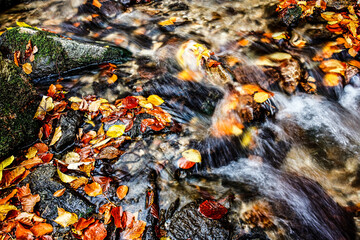 Wall Mural - Stream in forest, autumn in october