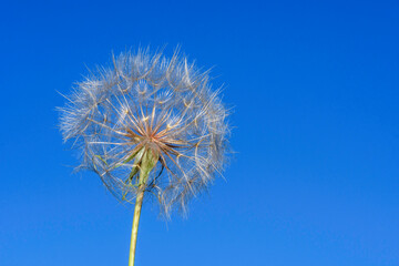 dandelion on blue sky