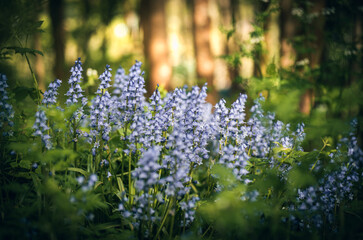 Little bluebell field in a little forest somewhere on East Sussex, UK