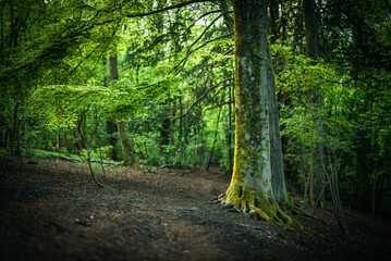 A old tree trunk in forest on a sunny evening, close to Brighton, East Sussex, UK