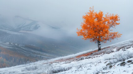 Wall Mural - A lonely colorful tree on hill with mountain forest in winter