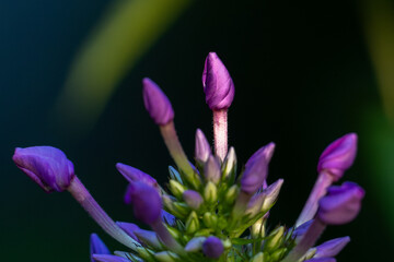 Sticker - purple crocus flowers