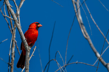 Wall Mural - cardinal on a branch