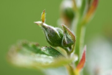 Knospe einer Brombeer Blüte (Rubus)