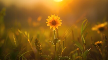 A meadow s flower stretching towards the sun