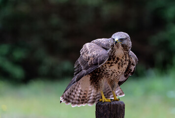 Poster - Common Buzzard (Buteo buteo) searching for food in the forest of Noord Brabant in the Netherlands.  Forest background