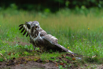 Wall Mural - Common Buzzard (Buteo buteo) searching for food in the forest of Noord Brabant in the Netherlands.  Forest background