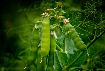 Wall Mural - green pea pods