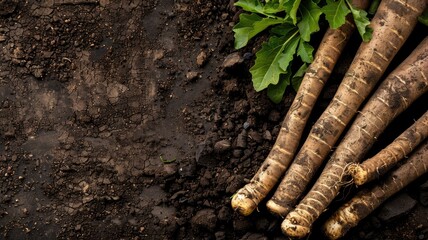 Wall Mural - Freshly harvested burdock roots and green leaves on soil