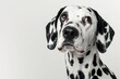 © mattegg - A close-up portrait of a dalmatian dog with black spots looking up with a curious expression