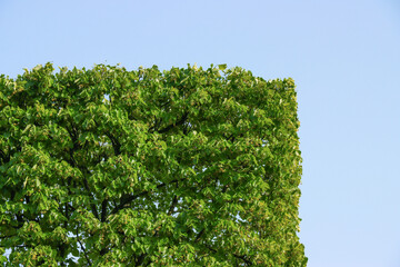 Poster - Square canopy of a lonely tree against the blue sky