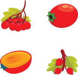 Wall Mural - Juicy hawthorn icons set cartoon vector. Hawberry branch with red berry and leaf. Nature, medical plant