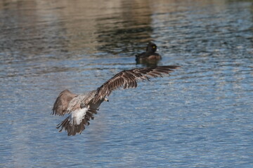 Canvas Print - herring gull in flight