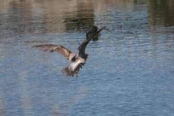 Sticker - herring gull in flight