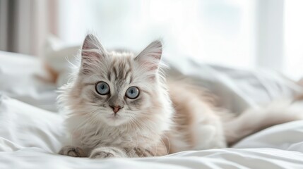 Poster - White background with a cat