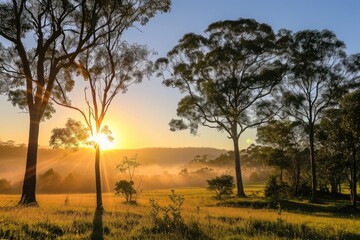 Poster - a field with trees and a sun setting, Picturesque sunrise illuminating trees, providing a soothing setting for morning tea or coffee
