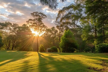 Poster - a field with trees and a sun setting, Picturesque sunrise illuminating trees, providing a soothing setting for morning tea or coffee