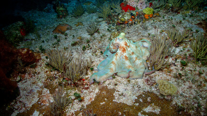 Wall Mural - Caribbean reef octopus (Octopus briareus) hunting on a coral reef during a night dive near Cozumel, Mexico.  Underwater photography and travel.