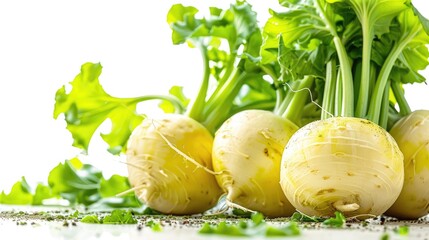 Yellow Ball Turnip Brassica Rapa Plant on White Background