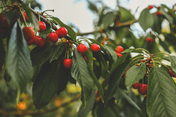 Wall Mural - ripe sweet cherries on a tree in the garden