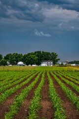 Wall Mural - Corn rows lead the eye to an Amish farm under a stormy sky.