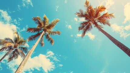Wall Mural - A view of the blue sky and palm trees from below in vintage style, with a tropical beach and summer background, a travel concept