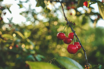 Wall Mural - ripe sweet cherries on a tree in the garden