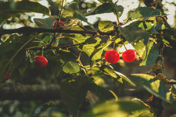 Wall Mural - ripe sweet cherries on a tree in the garden