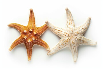 Wall Mural - A flat lay / top view with subtle shadows illustrating two different types of white starfish over a transparent background