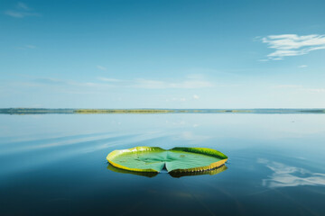 Wall Mural - A single lily pad floating on a vast, calm pond under a clear blue sky.