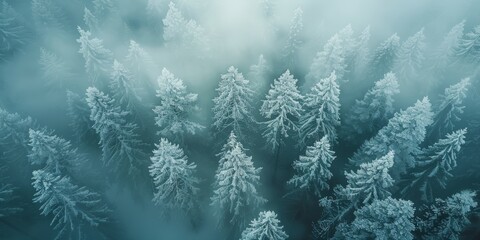 Wall Mural - A misty pine forest from above, covered in a light layer of frost, creating a winter wonderland effect