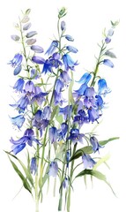 Wall Mural - Illustration of hand drawn floral harebells (bellflowers). Isolated illustration of blue flowers.